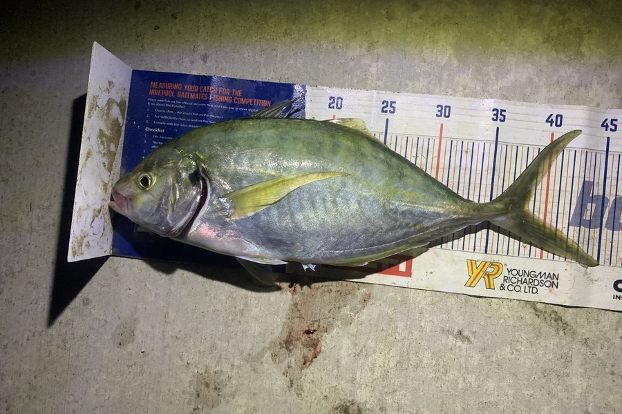 Mark Piskulic caught this 38.0cm Trevally at Doubtless Bay during The Hirepool Baitmates Fishing Comp
